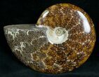Cleoniceras Ammonite Fossil - Madagascar #7350-1